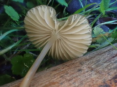 Entoloma aromaticum