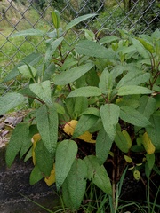 Salvia quitensis
