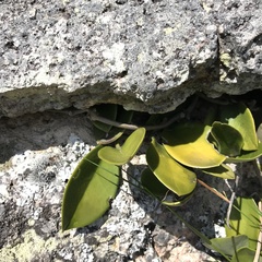 Hoya australis australis