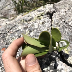 Hoya australis australis