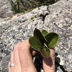 Hoya australis australis