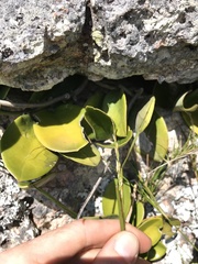 Hoya australis australis