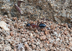 Camponotus barbaricus