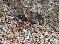 Camponotus barbaricus
