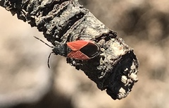 Melanopleurus belfragei