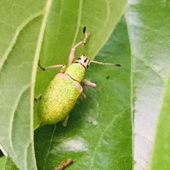 Exophthalmus carneipes