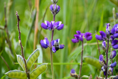 Lupinus pubescens