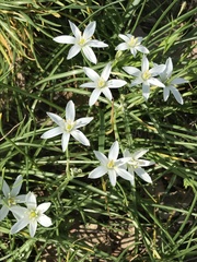Ornithogalum umbellatum