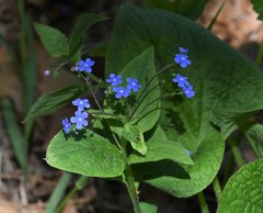 Brunnera sibirica