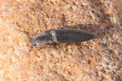 Acteniceromorphus vulneratus