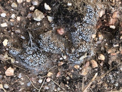 Acarospora thelococcoides