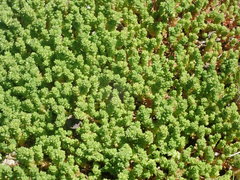 Sedum acre
