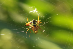 Micrathena furcata
