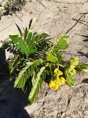 Senna multiglandulosa