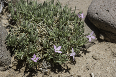 Houstonia rubra