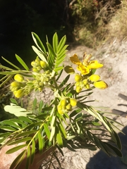 Senna multiglandulosa