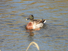 Anas platyrhynchos × zonorhyncha