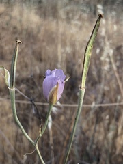 Calochortus splendens