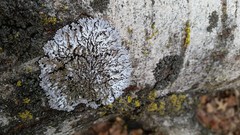 Physconia leucoleiptes