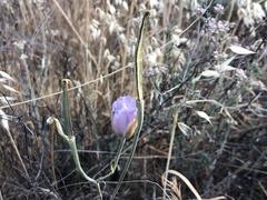 Calochortus splendens