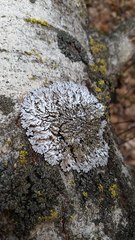 Physconia leucoleiptes