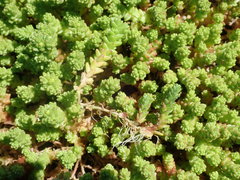 Sedum acre