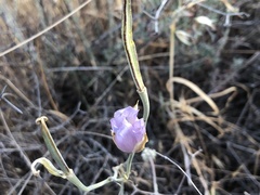 Calochortus splendens