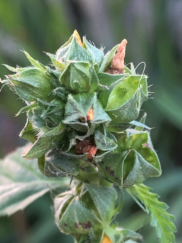 Malvastrum coromandelianum