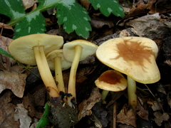 Gymnopus earleae
