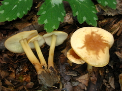 Gymnopus earleae