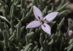 Houstonia rubra