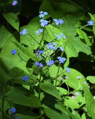 Brunnera sibirica