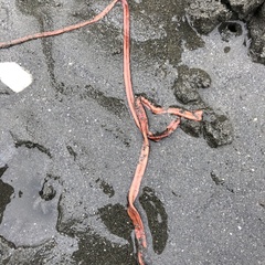 Tubulanus