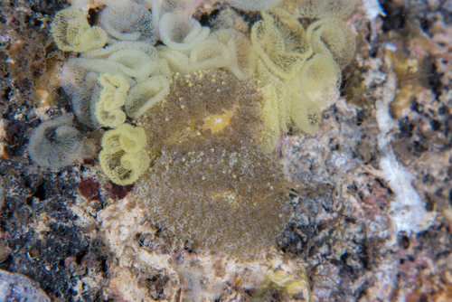 Phestilla lugubris