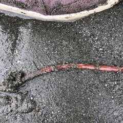 Tubulanus