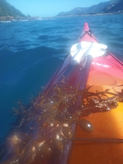 Carpophyllum flexuosum