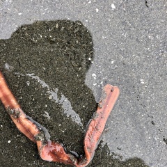 Tubulanus