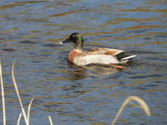 Anas platyrhynchos × zonorhyncha