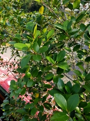 Ficus microcarpa microcarpa