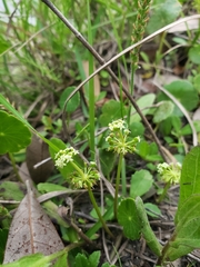 Hydrocotyle prolifera