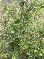 Ribes leptanthum