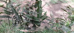Adiantum
