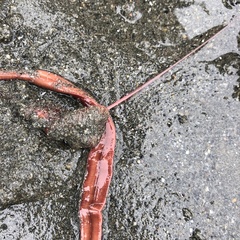 Tubulanus
