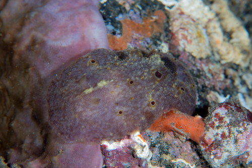 Actinocyclus verrucosus