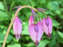 Dicentra formosa formosa