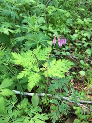 Dicentra formosa formosa