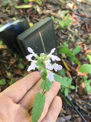 Stachys floridana