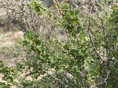 Ribes leptanthum
