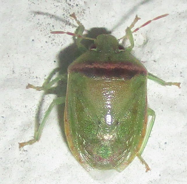 Small Green Stinkbug