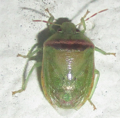 Piezodorus purus